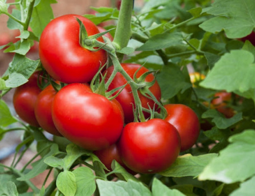 25 Semillas Orgánicas De Tomate Moneymaker Hortalizas Huerto