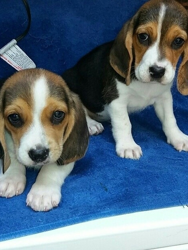 Adorables Beagles Calidad V.i.p