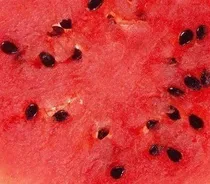 Comprar Promoção Melancia Hibrida Grauda Doce Gigante 1000 Sementes