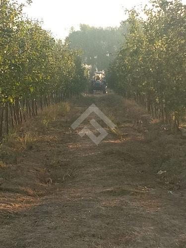Agrícola En Venta En Linares