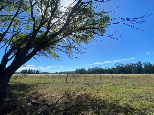 Imagen 10 de 14 de Latorre Prop. Vende Una Hectarea En La Zona De Parque Camet