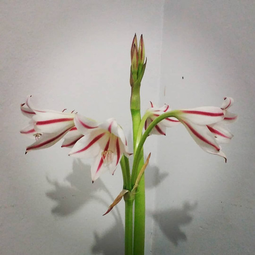 Muda De Amarilis / Açucena/ Flor Da Imperatriz/ Bulbo