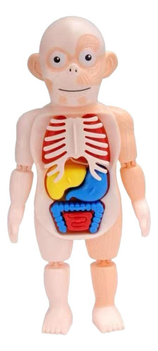 Juguete De Los Niños Cuerpo Humano Modelo 3d Órgano Humano A