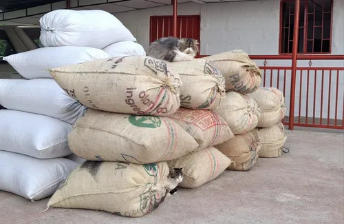 Venta De Finca Cafetera En Fresno Tolima