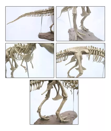 Disfarce de dinossauro esqueleto de Tiranossauro Rex infantil. Entrega 24h