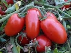 Tomate Rasteiro Rio Grande 3gr = 1.000 Sementes Aproximado