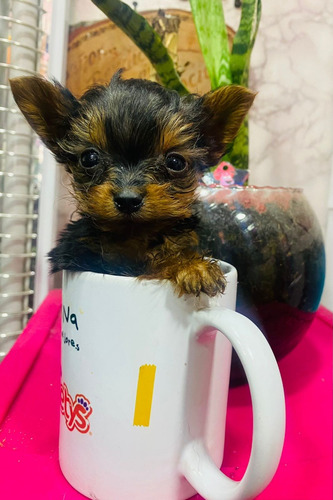 Yorky, Yorkshire Terrier Mini Teap Cup, 