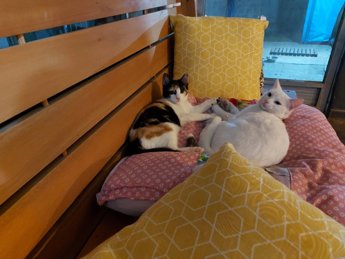 Imagem 1 de 1 de Hotel De Pets