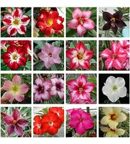 Comprar Semillas De Adenium Obesum - 10 Unidades, Rosa Del Desierto