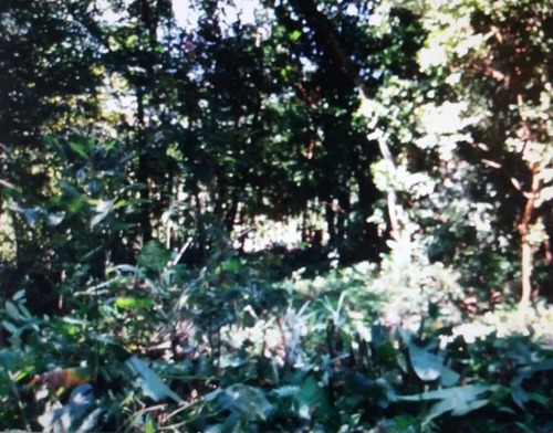Terreno Venda Caraguatatuba - Sp - Cocanha - 4123