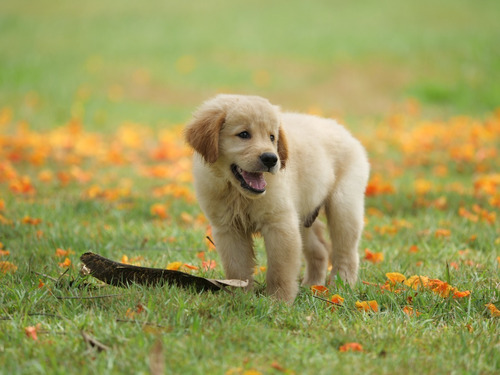 Cachorritos Golden Retriever Con Garantia Por Escrito