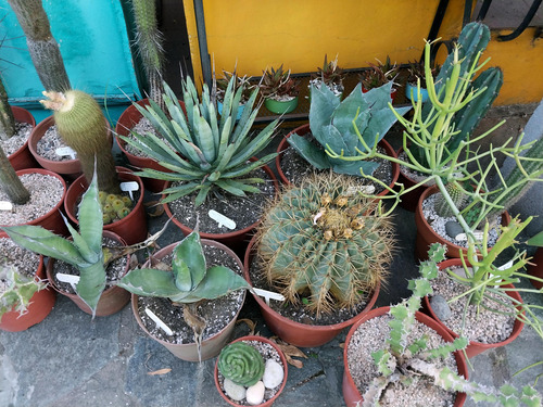 Agave Macroacantha Suculenta De Colección Quillayani Cactus
