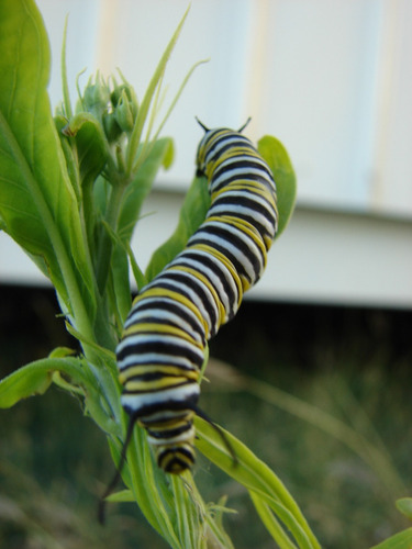 Imagem 7 de 10 de Sementes De Planta Balão - Saco De Velho - Asclepias Flor