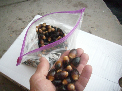 Arbol De Encino Siempreverde 1mt. (envio Incluido)oak Live