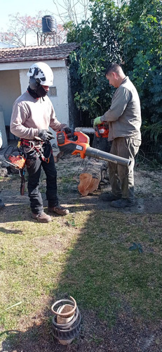 Imagen 3 de 10 de Poda De Arboles, Palmeras, Extracciones De Raiz