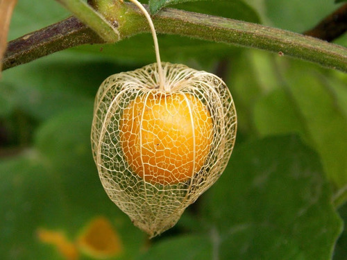 Sementes De Physalis Fisalis  Fruta Deliciosa Nutritiva