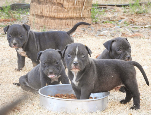 Filhotes De American Bully