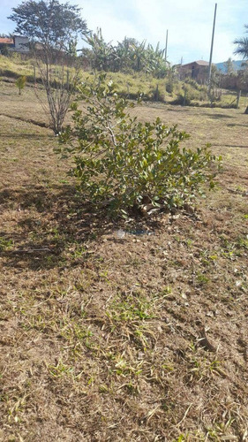 Imagem 6 de 22 de Chácara Repleta De Árvores Frutíferas - Ch0032