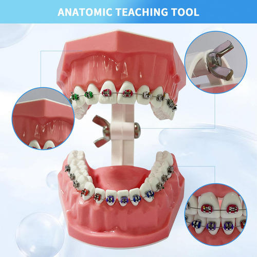 Modelo Dental Typodont Para Ortodoncia Educativa Con Frenill