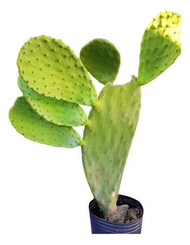 Cactus Opuntia Nopal 65 Cm En Maceta - Planta Única