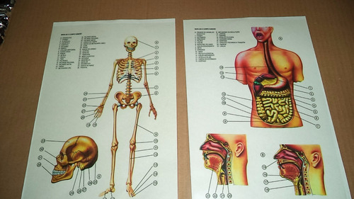 Torso E Esqueleto  Humano Transparência Retroprojetor