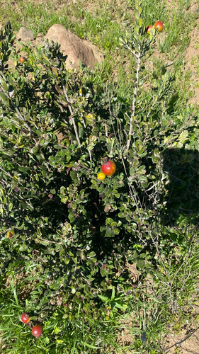 Terreno Al Norte De La Serena El Arrayan