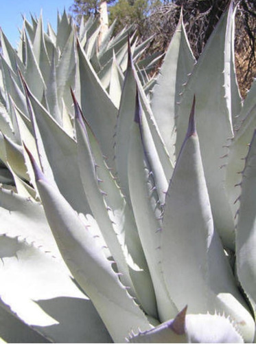 Agave Del Desierto O Agave Deserti