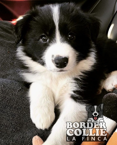 Cachorro Border Collie 022