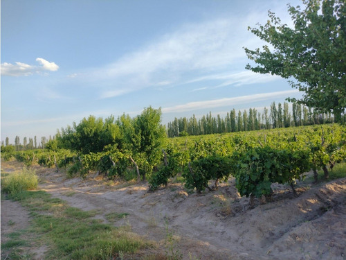 Vendo Finca Viñedos San Rafael Las Paredes