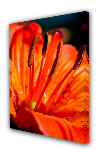 Cuadro 40x60cm Petalo Naranja Flor Silvestre P2