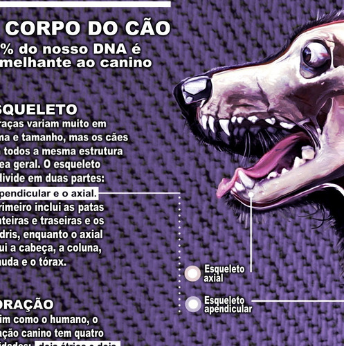 04 Poster 60x90cm Anatomia Corpo De Cães Gatos Veterinária