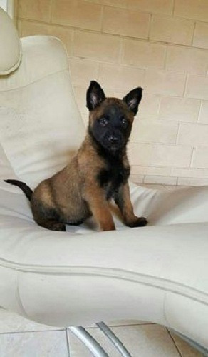 Cachorros Pastor Belga Malinois Puppy En Venta En Pasto