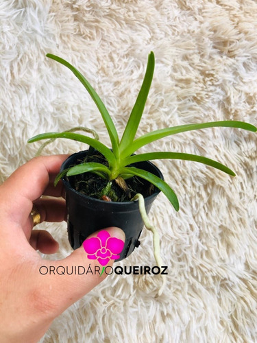 1 Muda Orquidea Vanda Azul
