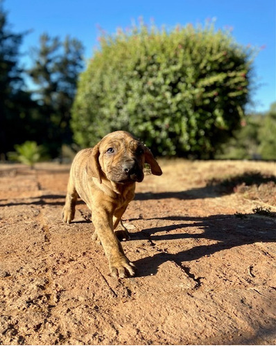 Cachorros Fila Brasileros