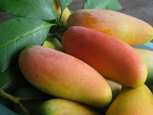 Mango Tailandés Mahachanok Importado Injerto No De Semilla