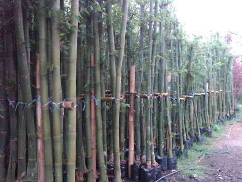 Bambu Africano O Tarro (bambusa Oldhamii)