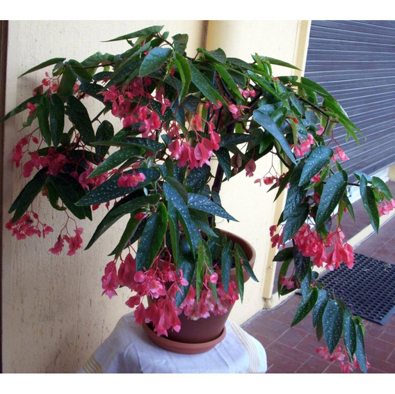 Begonia Flor | MercadoLivre 📦