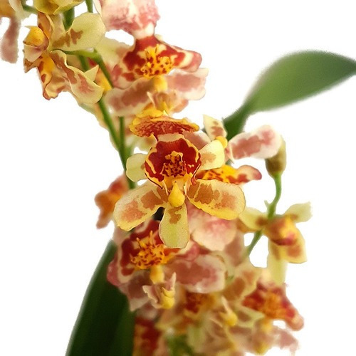 Orquídea Oncidium Twinkle Carijó ! Planta Adulta !