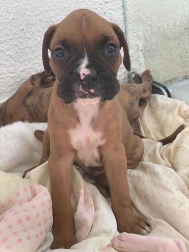 Imagem 3 de 5 de Filhotes De Boxer