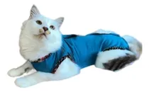 Comprar Enteritos Post Quirúrgicos Para Gato\u002Fa (unisex)