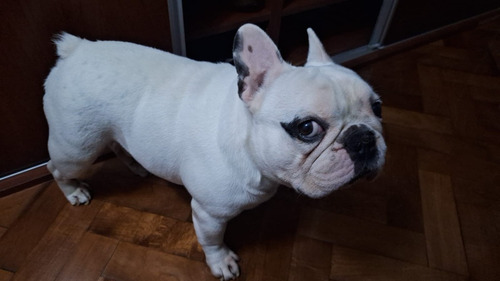 Servicio Bulldog Frances (leer Atentamente La Descripción)