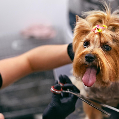 Imagen 4 de 9 de Tijera Entresacadora De Peluquería Canina