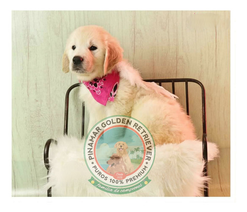 Nuestros Golden Retriever De La Costa Verde A Todo El Pais.