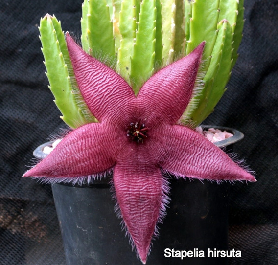 Stapelia | MercadoLivre 📦