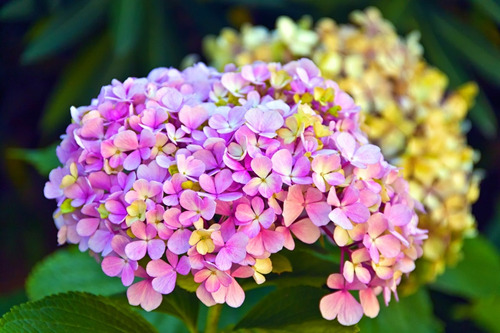 Hortensia Mariposa Multicolor 