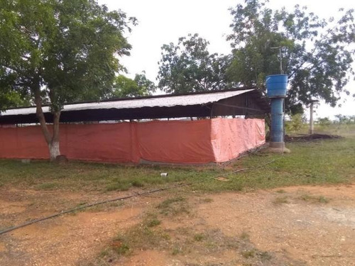 Imagen 27 de 30 de Jose Lopez Ofrece Finca ( Granja Avícola / Agrícola ) En Venta Vía A Duaca Caserio Guayabal Cordero Lara, Venezuela ,j G L Rent - A - House Telf. 0414-5533925 Cod # 22-16836 $ 15000
