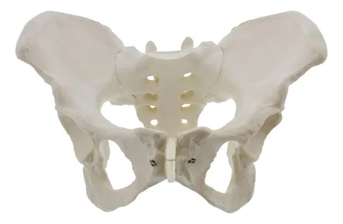 comprar Modelo De Pelvis Femenina De Tamaño Natural, Modelo De Cader