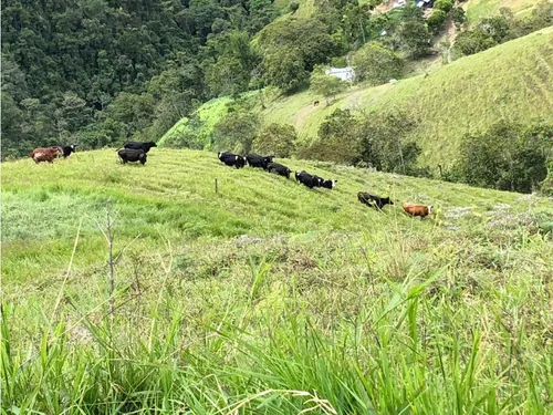 Se Vende Finca Naranjal - Roldanillo