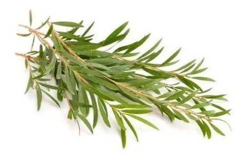 200 Sementes Melaleuca Verdadeira Alternifolia Tea Tree Oil