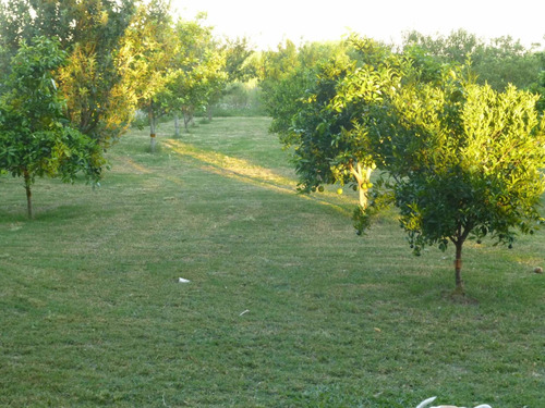 Chacra En Uruguay 3 Hct Soriano Casa Galpon Frutales